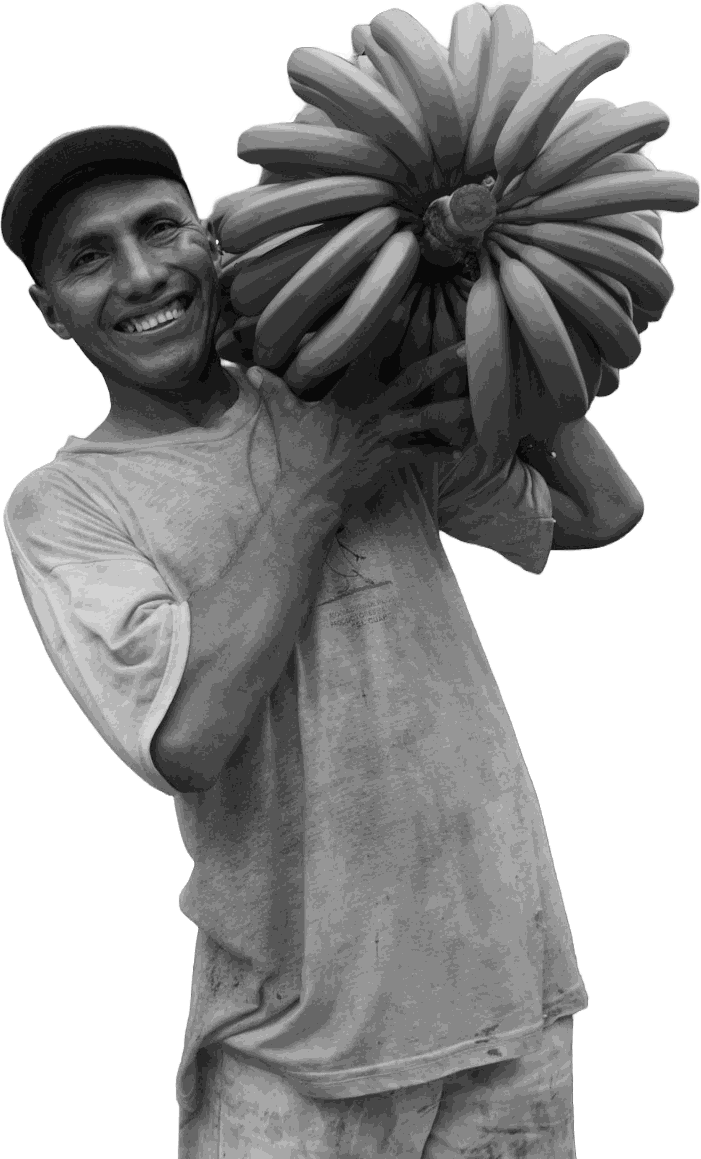 A grower carrying a bunch of bananas